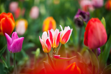 Colorful tulips in Keukenhof, Netherlands