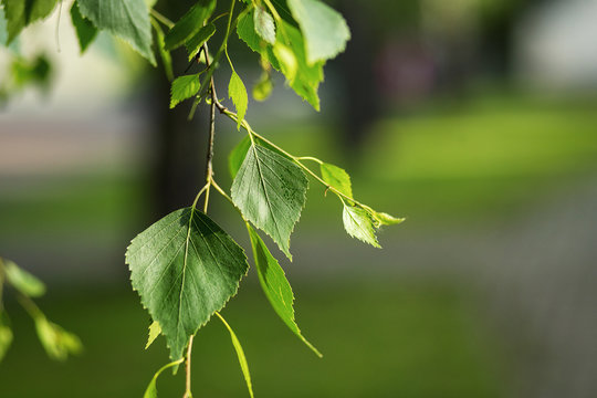 Green leaves of birch tree in spring.Fresh green leaves on birch trees,close-up of young green leaves on birch trees,Birch leaves,birch branches,Spring natural background with young birch leaves