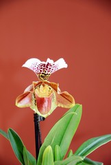 Orchidea granatowy pantofelek
