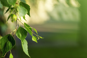 Green leaves of birch tree in spring.Fresh green leaves on birch trees,close-up of young green leaves on birch trees,Birch leaves,birch branches,Spring natural background with young birch leaves