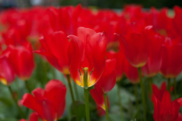 Red tulips in Keukenhof, Netherlands