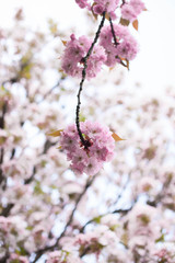 Cherry blossom in Cologne garden