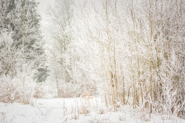 Polish winter landscape