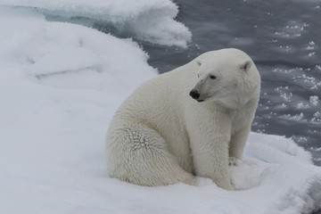 Fototapeta na wymiar Auf der Suche nach den Eisbären