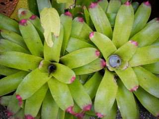 Succulent 