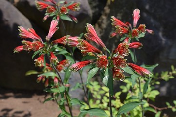 アルストロメリア　プルケラ