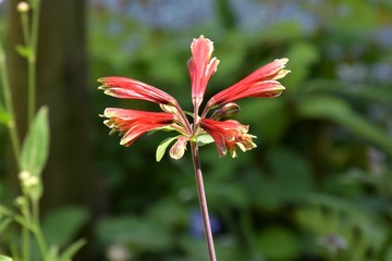 アルストロメリア　プルケラ