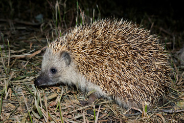 hedgehog  at night