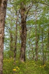Forest landscape. Oak grove.