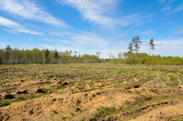 Open space in the forest after deforestation. - 159288542