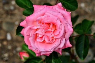 Pink rose  /  Pink rose in the Rosarium in the city Olomouc. Focus is on the center of the rose.