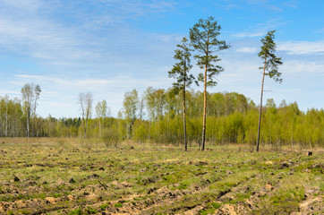 Three pine in the field with free space around. Deforestation zone. - 159288562