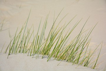Gras im Sand