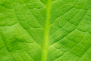 Obraz premium Abstract image of fresh leaf texture leaves in nature with copy space .