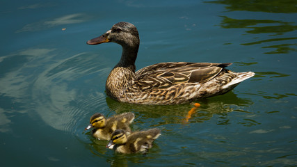 Nashville Pond Ducklings