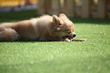 Fun puppies in a private playground