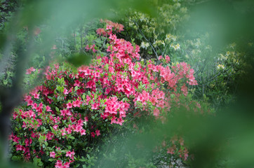 Obraz premium Red Rhododendron bush in bloom