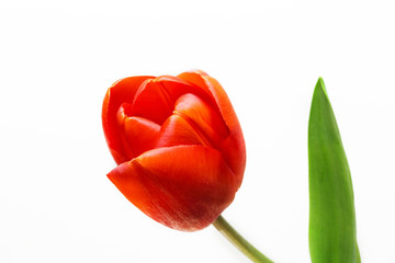 Red tulip