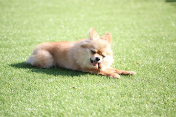 Fun puppies in a private playground