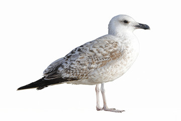Isolated in white seagull