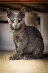 Russian Blue Cat