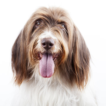 Primer plano de perro pastor