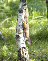 Squirrel Descending Tree 