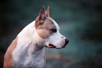 American terrier dog.