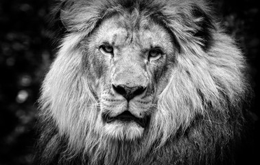 High contrast black and white of a male African lion face