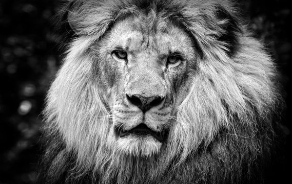 High contrast black and white of a male African lion face