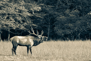 Wild bull elk with huge antlers bugling during rutting season at Cataloochee in the Smoky Mountains of North Carolina