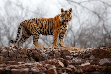 Tiger in the nature habitat. Tiger male standing on the rocky cliff. Wildlife scene with danger animal. Hot summer in Rajasthan, India. Dry trees with beautiful indian tiger, Panthera tigris