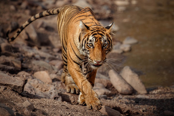 Tiger in the nature habitat. Tiger young male walking around the waterhole. Wildlife scene with danger animal. Hot summer in Rajasthan, India. Dry trees with beautiful indian tiger, Panthera tigris
