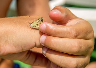 Butterfly on a child hands