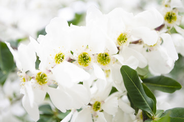 white flowers on the tree in nature