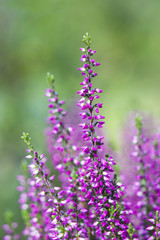 Autumn heather