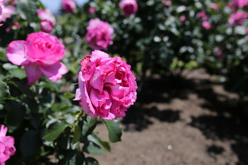 ピンク色のバラ