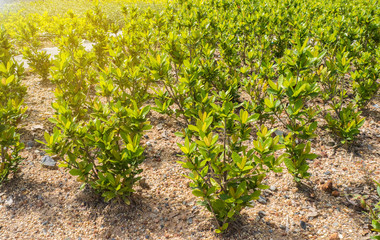 Young Rubiaceae farm. Young plants in the morning light on nature background.