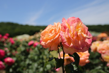 オレンジ色のバラ