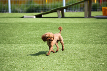 Fun puppies in a private playground