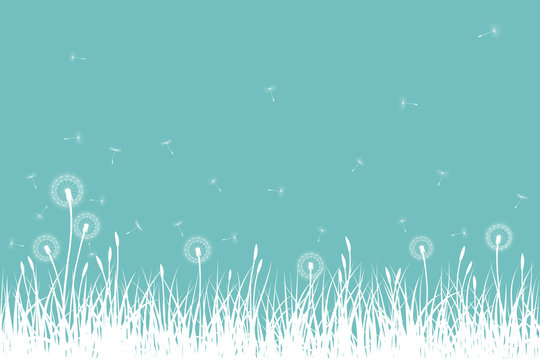 Fototapeta Grass silhouettes with dandelion flowers and seeds, vector illustration.