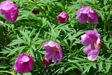 Paeonia anomala, pink peony flowers.