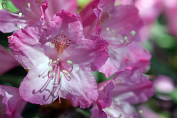 Fototapeta premium Close up of Rhododendron sp pink flower