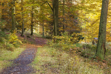 autumn in forest