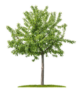 Apfelbaum vor wei&szlig;em Hintergrund