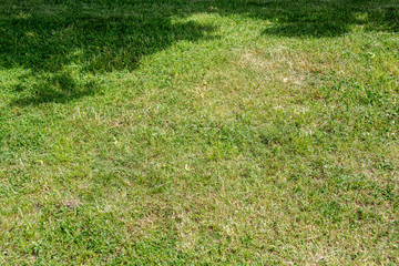 Grass texture with shadow of a tree