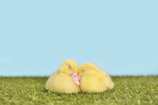 Couple of ducklings sleeping on a grass field