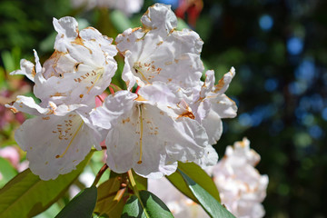 White flower of Rhododendron