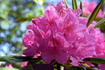 Rhododendron viscosum, also known as swamp azalea or clammy azalea.