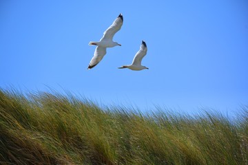 Zwei Seemöwen fliegen über die Dünen Gras an der Nordsee oder Atlantik. 